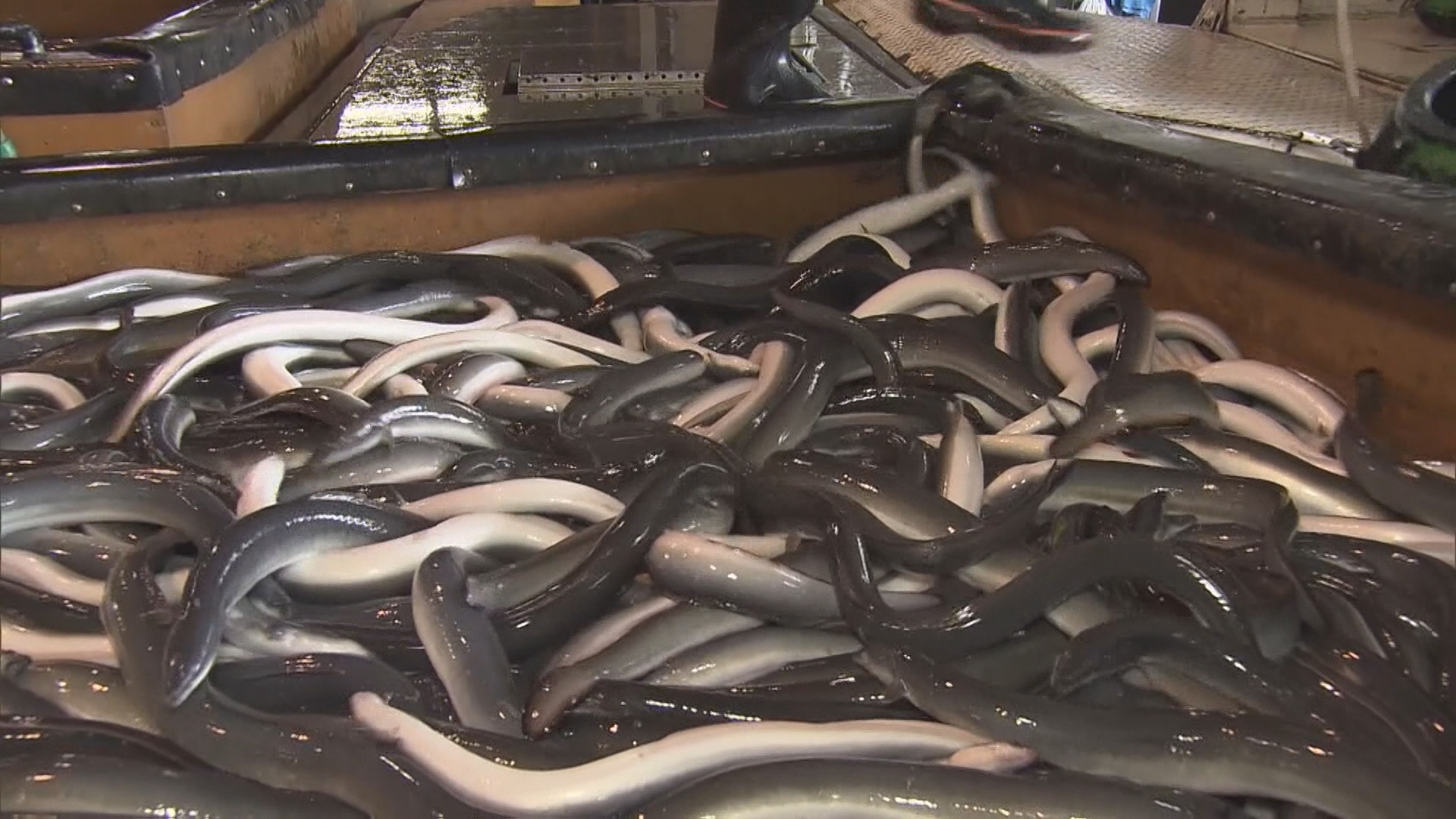 🐟鳗鱼危机！禁售案被否，吃货们有救了！