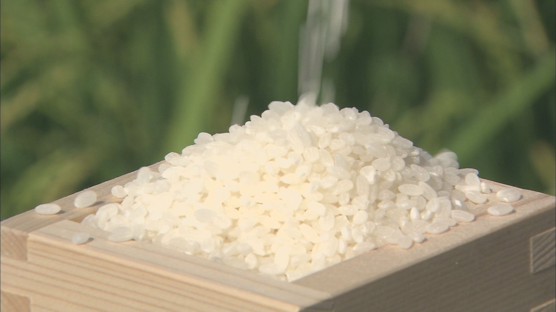 🍚米价涨到天价！一斤不够吃，钱包遭殃！