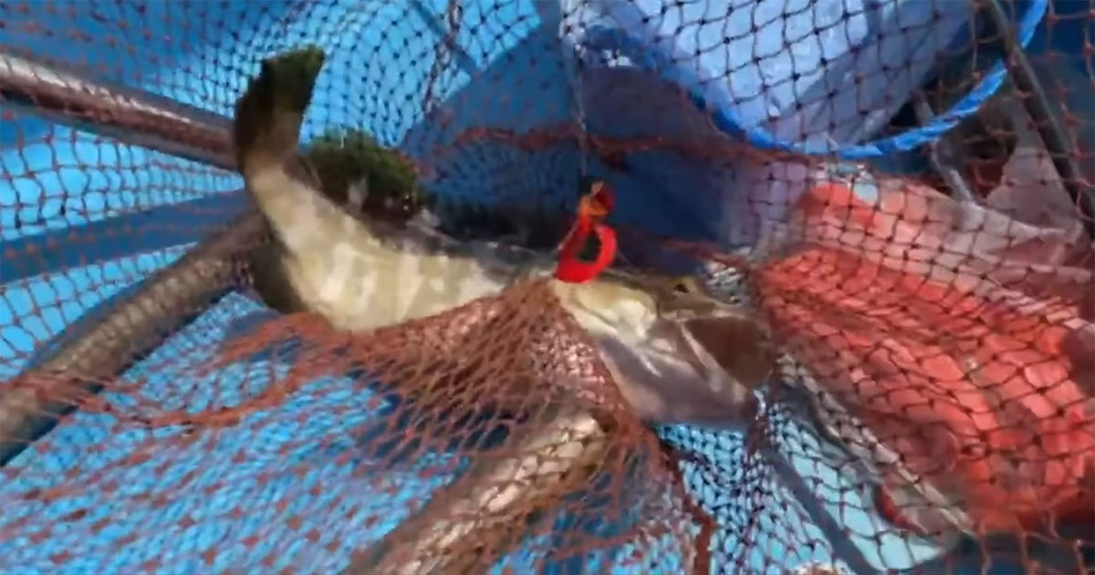 🌊 钓起神鱼，潜入海底…眼前景象惊呆了！