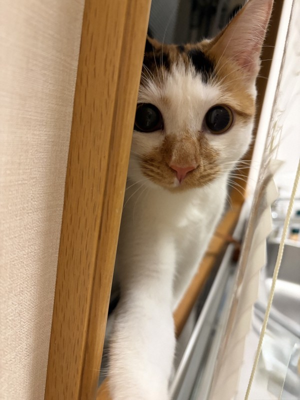 🐱皇室萌宠来袭！“美海”治愈来啦！