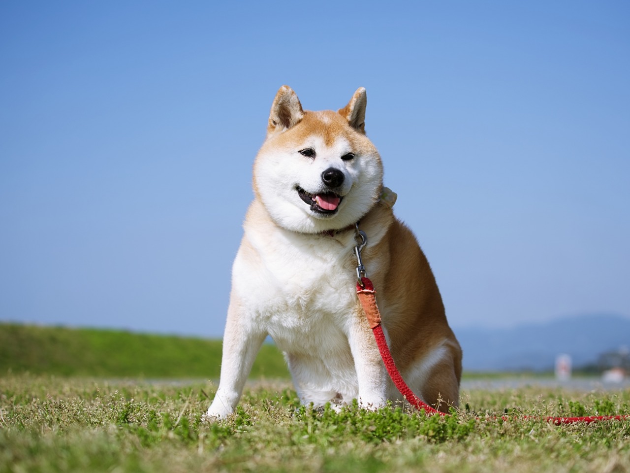 🐶老头子都爱的狗狗：秋田犬竟排第二？第一名亮了！