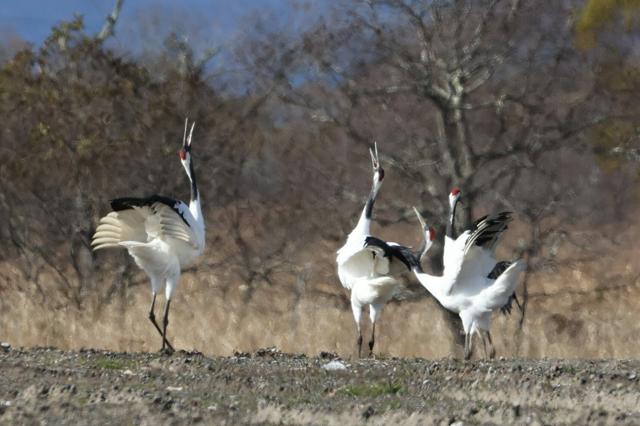 🦢大型太阳能电站，竟是丹顶鹤的爱情舞台！