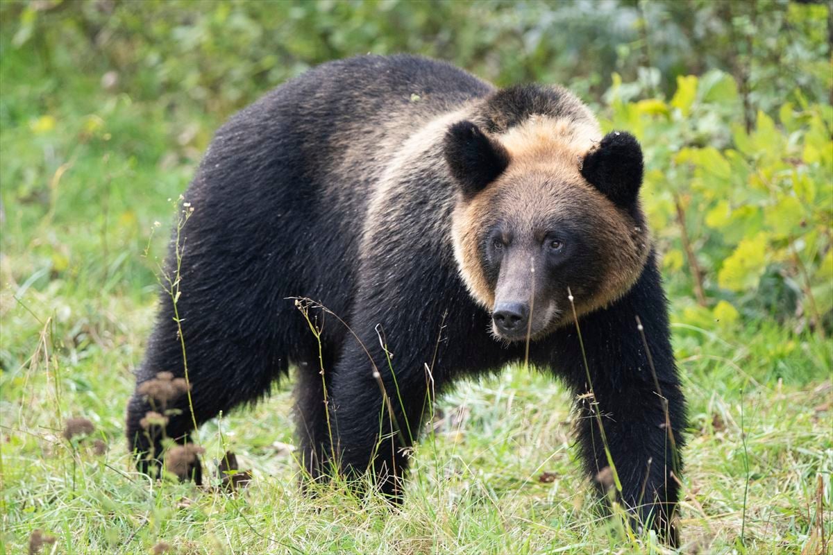 🚨熊来了，警察为啥不射？真相震惊了！
