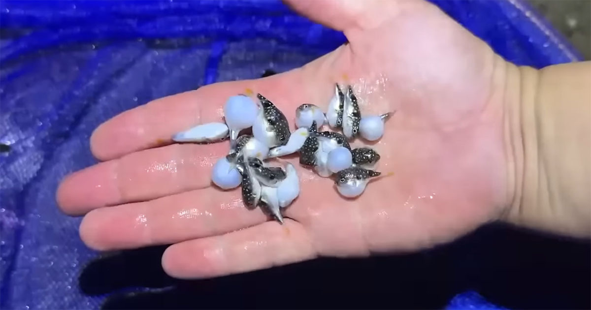 🐟惊！干货里混了小鱼，抓了一堆…结局竟是这样！