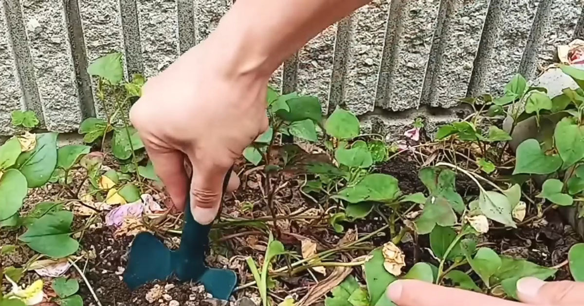 🌿 别惹它！2月后，意想不到的惊喜！