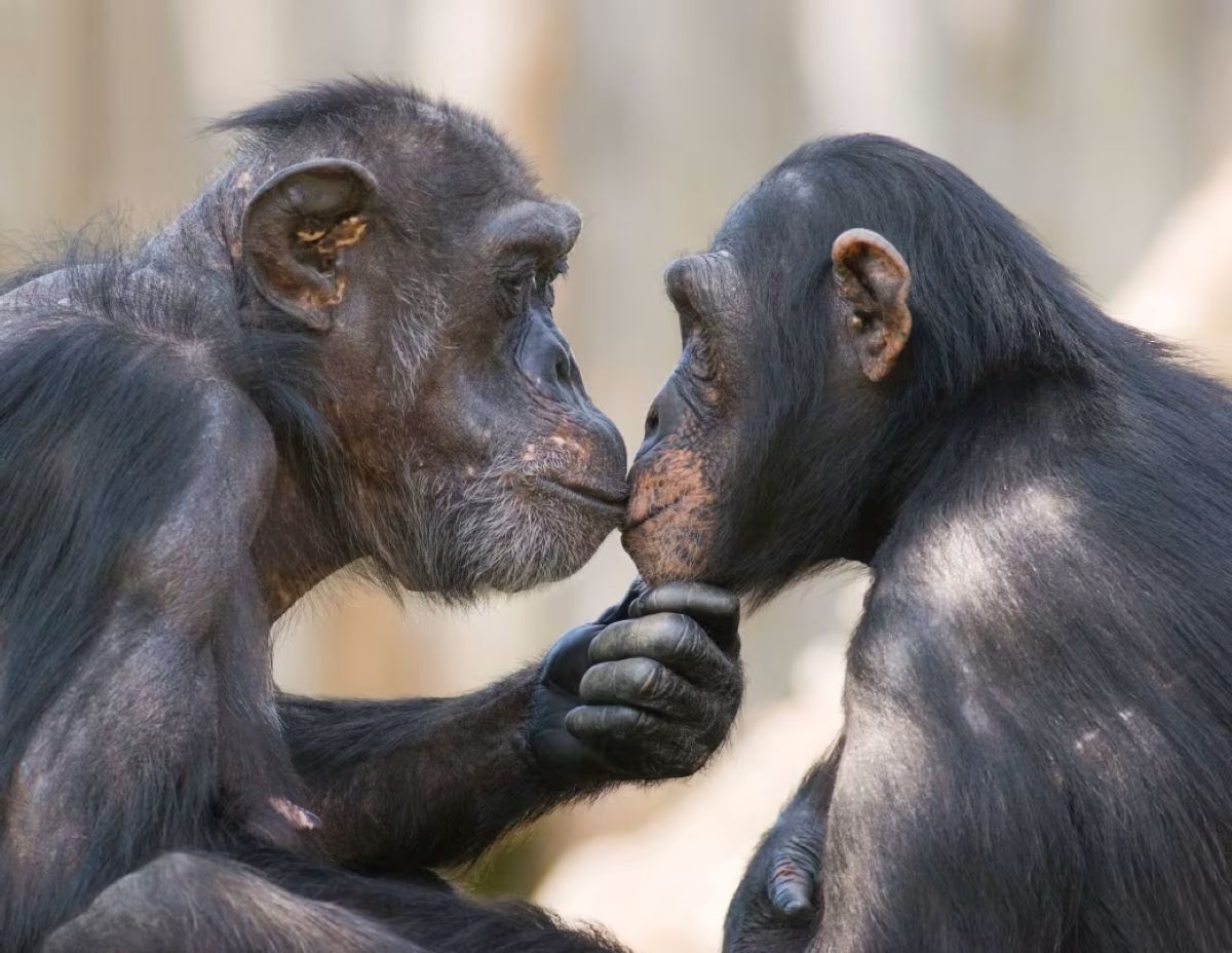 💋 亲吻：一场进化的“难题”，竟是这样开始的！