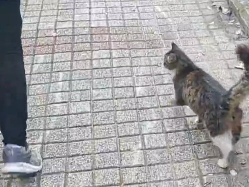 😼伊斯坦布尔猫咪“横行霸道”，堵车也太萌了吧！