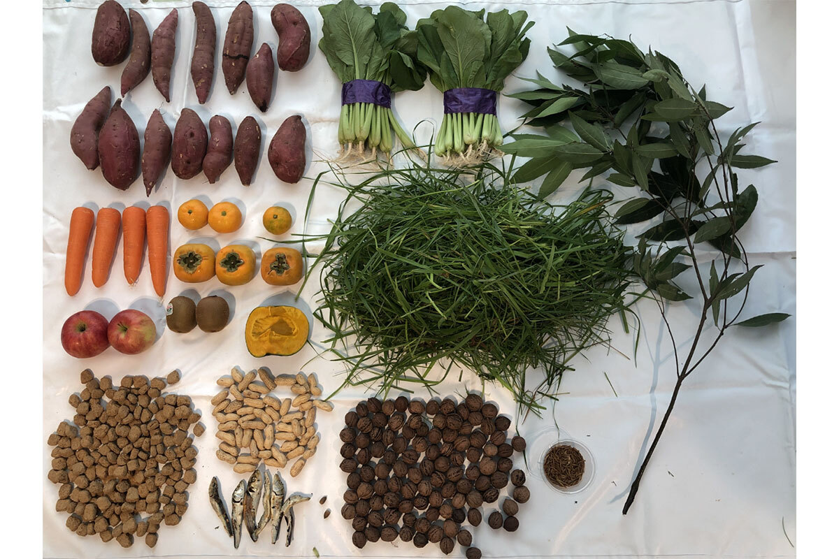 🐻冬眠的熊：一天要吃啥？网友：我们抢饭吃啦！