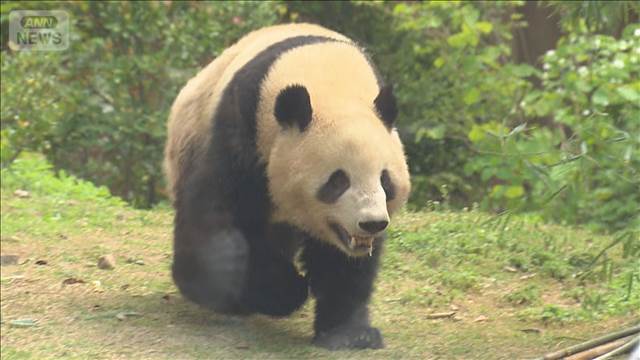 🐼 熊猫也生气了！中日关系恶化，熊猫或将“收回”！