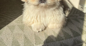 🛁 狗子：我再也不泡了…这“看破红尘”的表情！ 封面