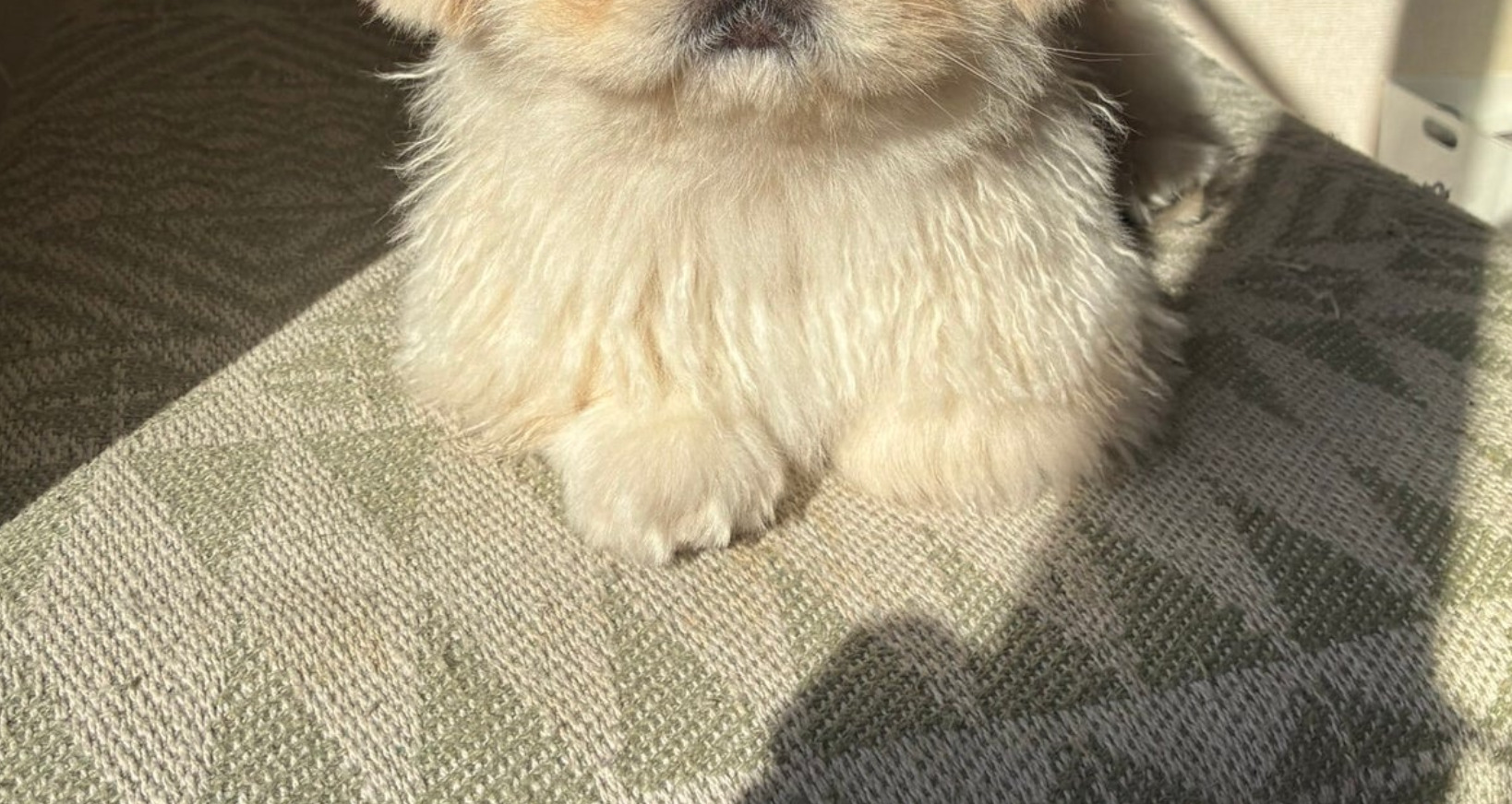 🛁 狗子：我再也不泡了…这“看破红尘”的表情！