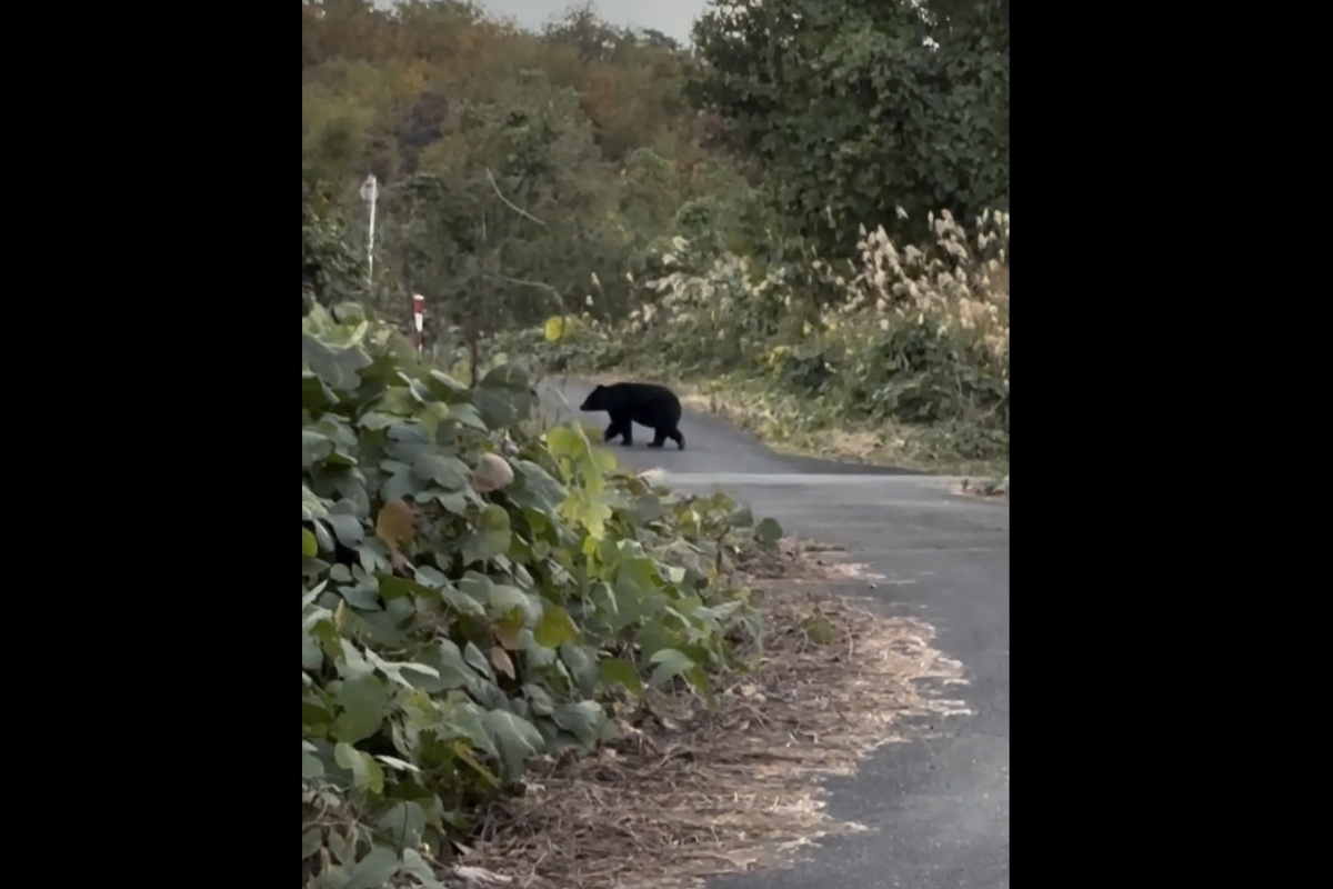 🐻 熊出没！为生计拼命，果园主的心声：不得不杀！