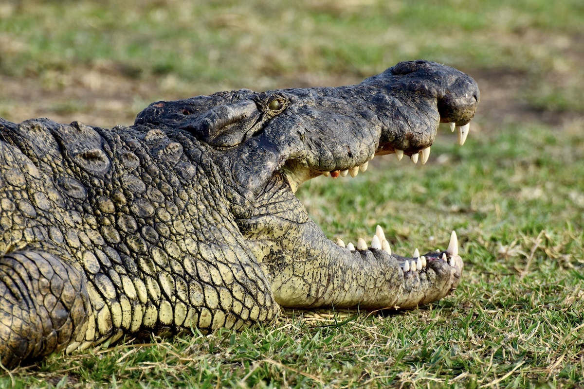 🐊 惨了！男子被鳄鱼拖入水中，5小时后发现遗体！