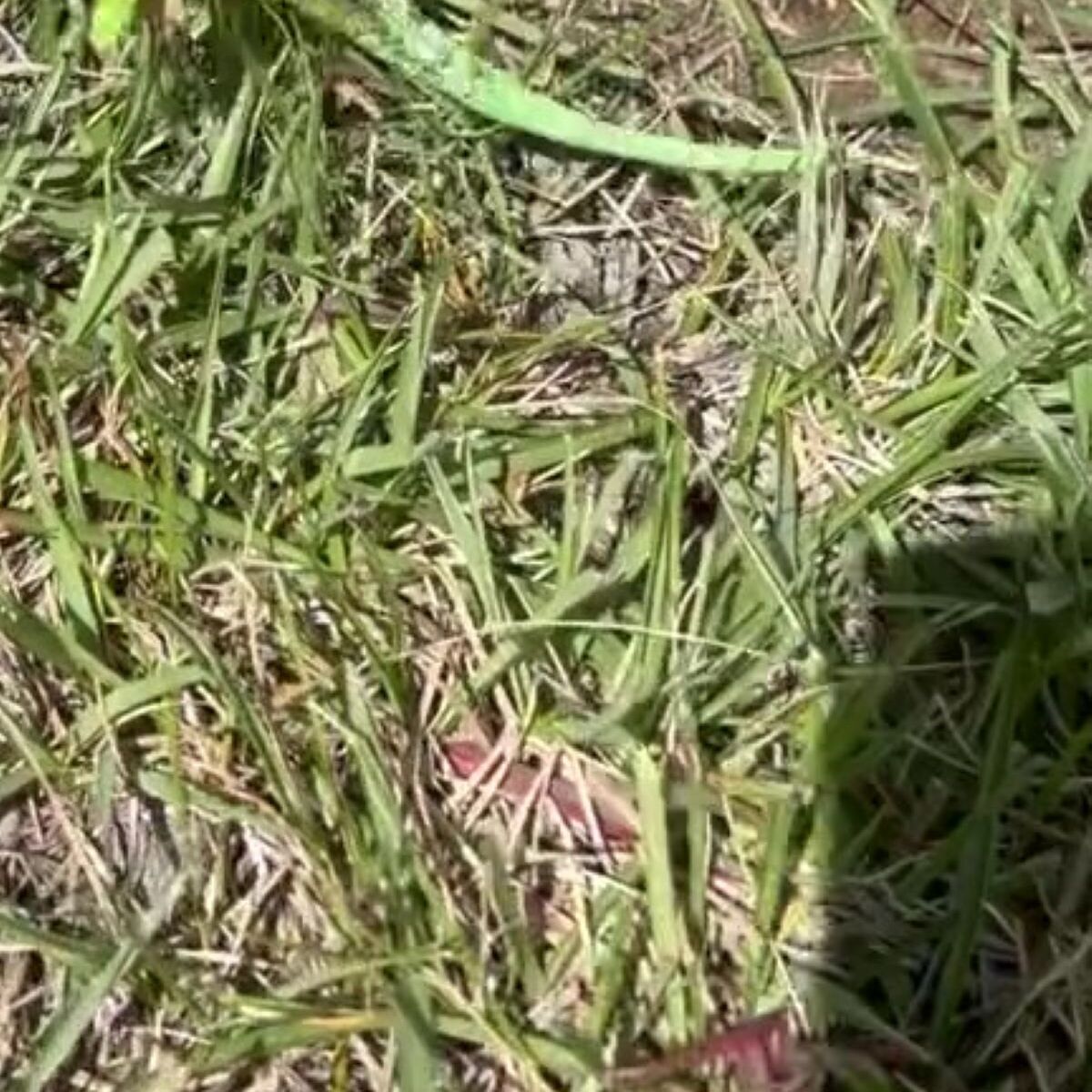 😱公园捡垃圾，竟捡到…“这根本不是垃圾！”（网易）