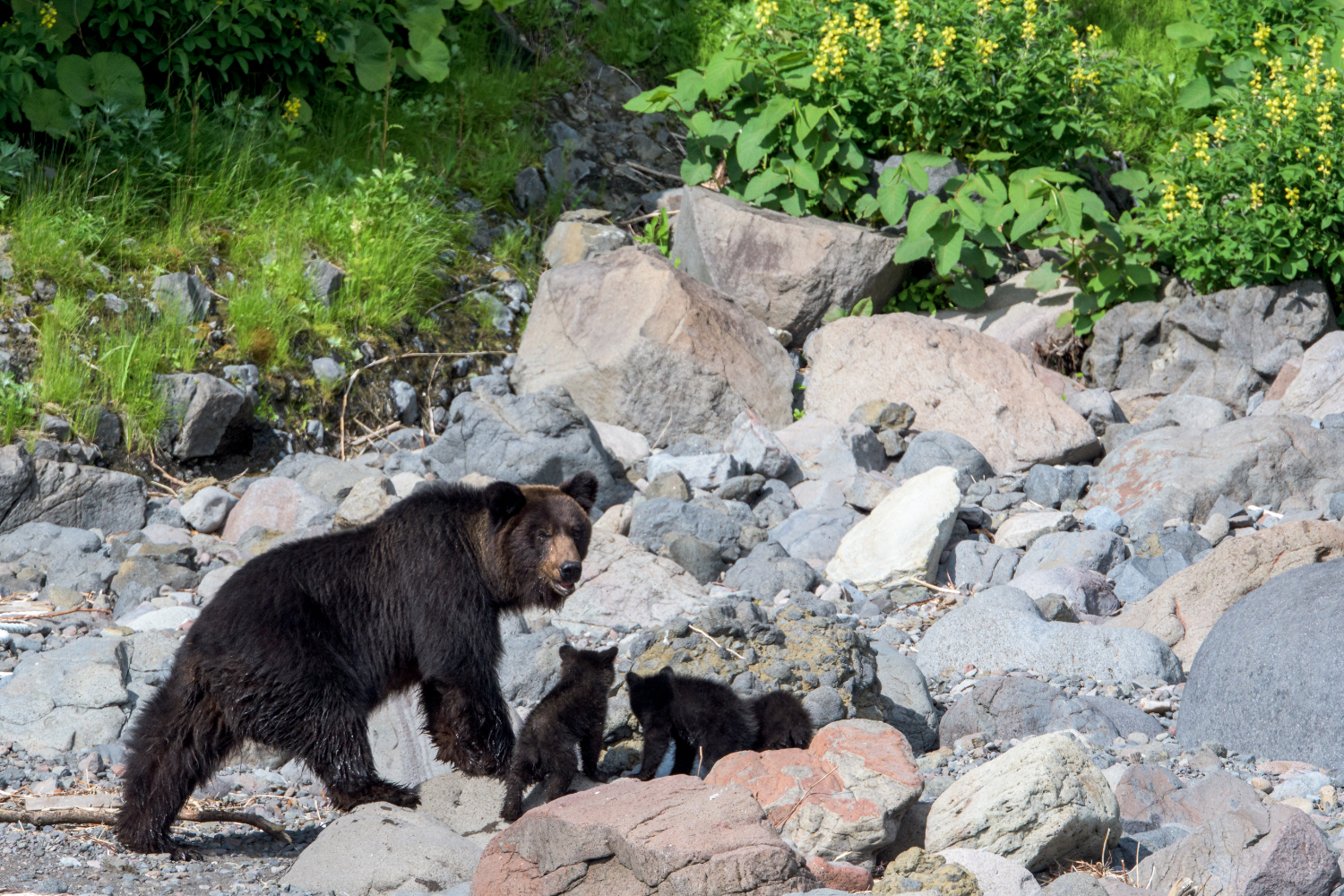 🐻 被熊袭击了怎么办？绝命时刻自救指南！