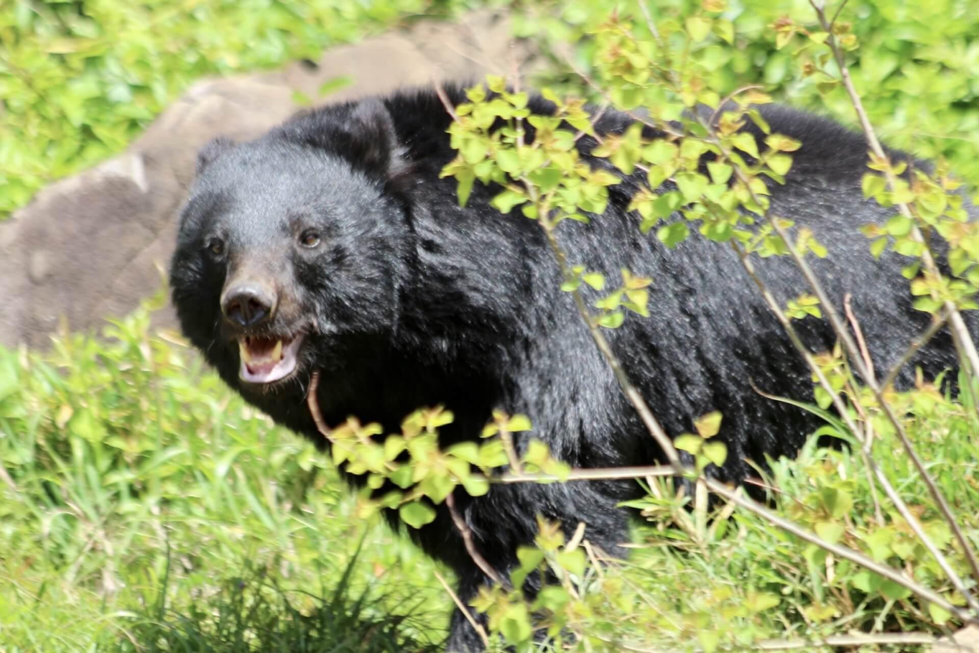 🚨熊出动自卫队？！人熊关系危在旦夕！