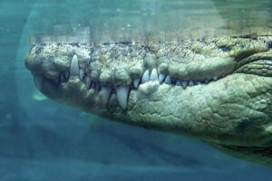 🐊 鳄鱼突袭！度假变噩梦，血腥悲剧现场！ 封面