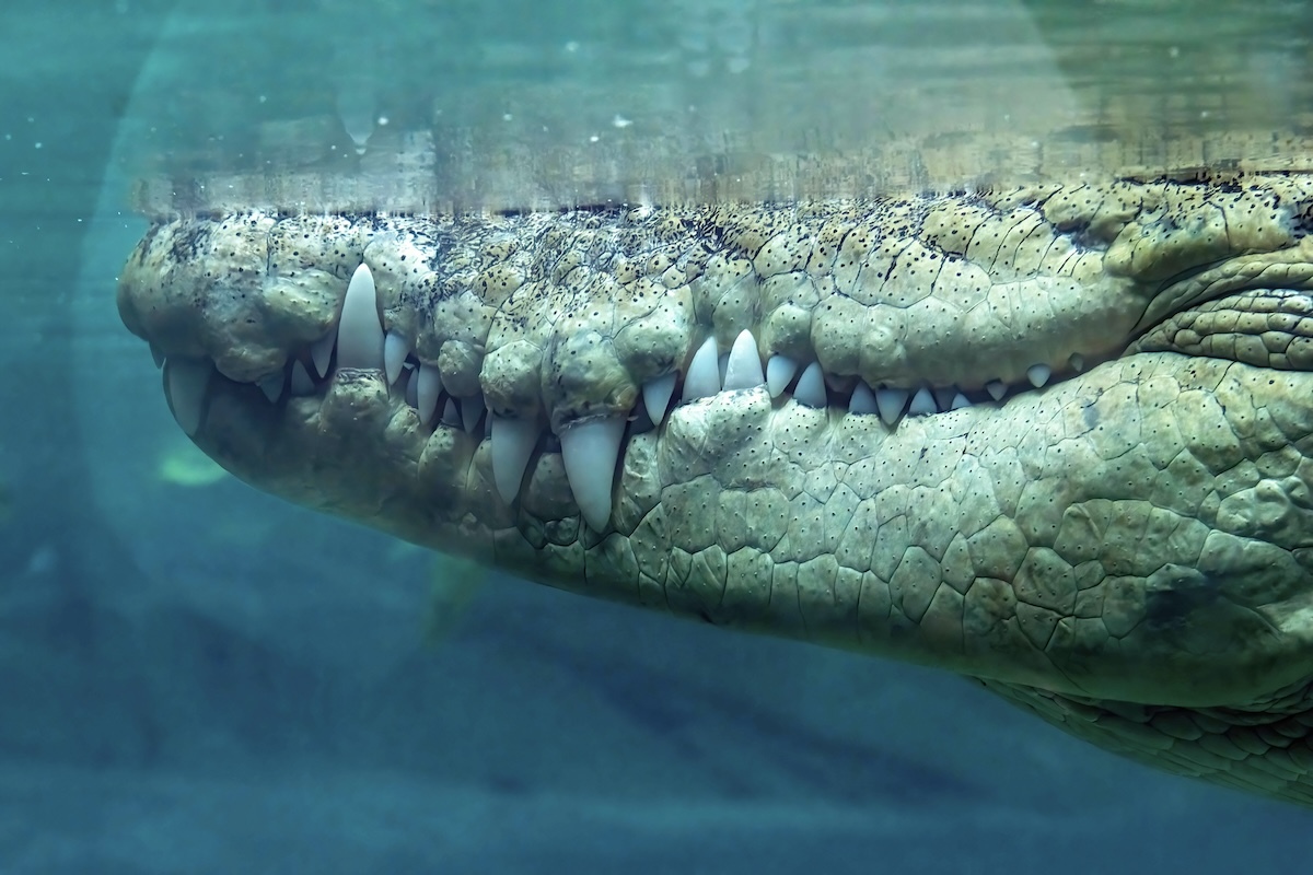 🐊 鳄鱼突袭！度假变噩梦，血腥悲剧现场！