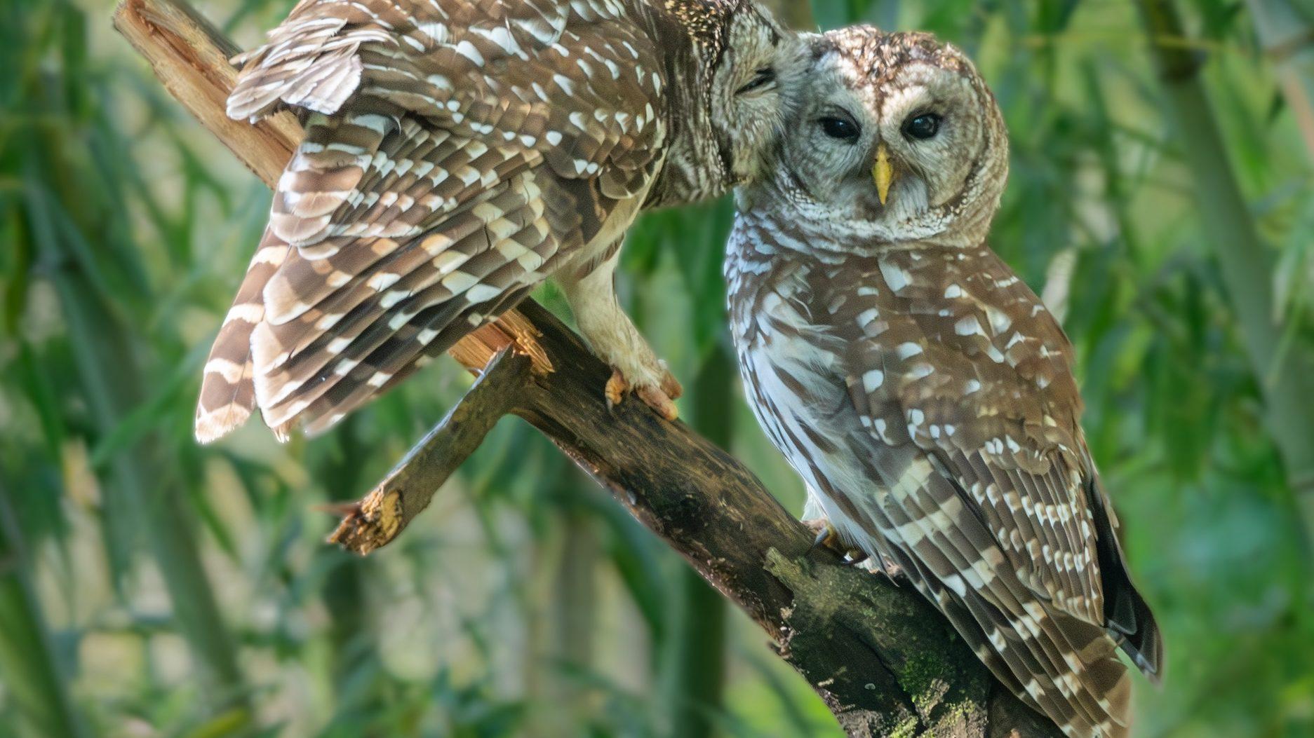 🦉美国要射杀45万只猫头鹰？！这疯狂操作…