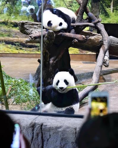 🐼 熊猫“不借”？上野双胞胎也面临归期！