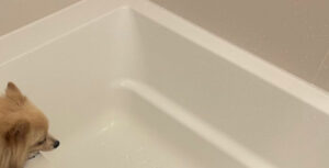 🛁 狗狗认真泡澡，工作态度好到让人想说：提醒功能都省了吧！ 封面