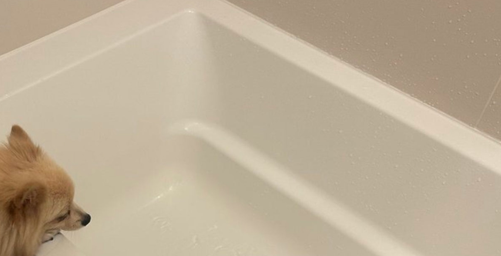 🛁 狗狗认真泡澡，工作态度好到让人想说：提醒功能都省了吧！