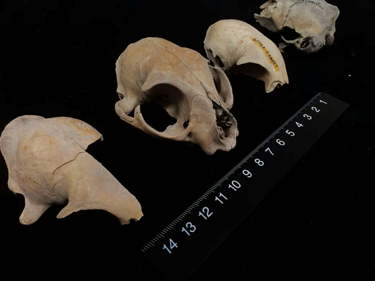 🐱家猫的身世大揭秘！DNA颠覆你认知的起源！