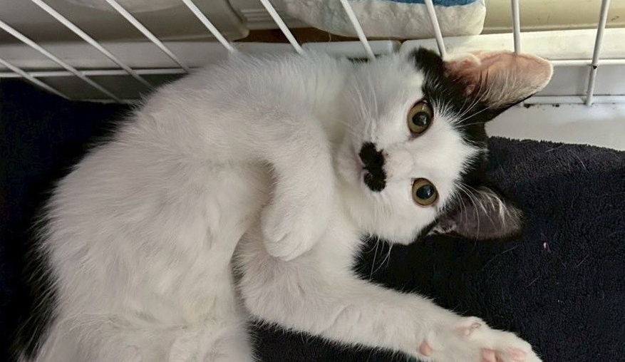 🐱胡子猫的病历：医生忍不住写下“可爱”！