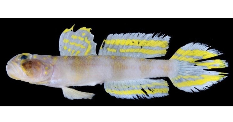 🐟超进化！琉球新鱼，像漫画里的大boss！