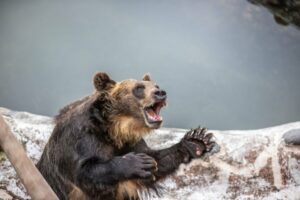 🐻 熊出没！九州也危险！遇熊就趴下！ 封面