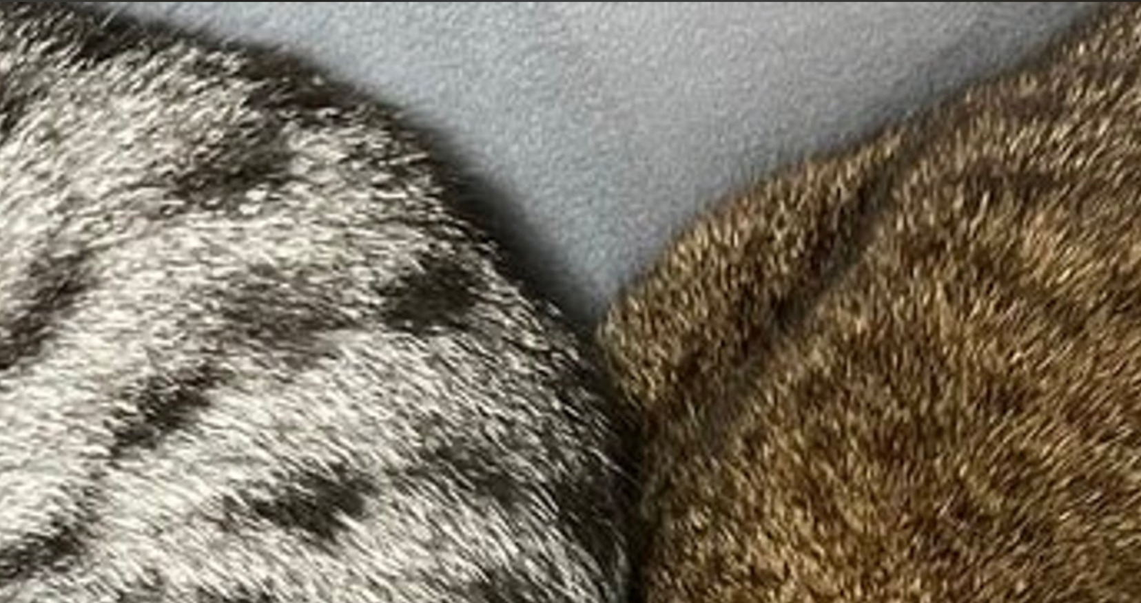 🐱姐妹猫的奇葩睡姿，萌翻网友！