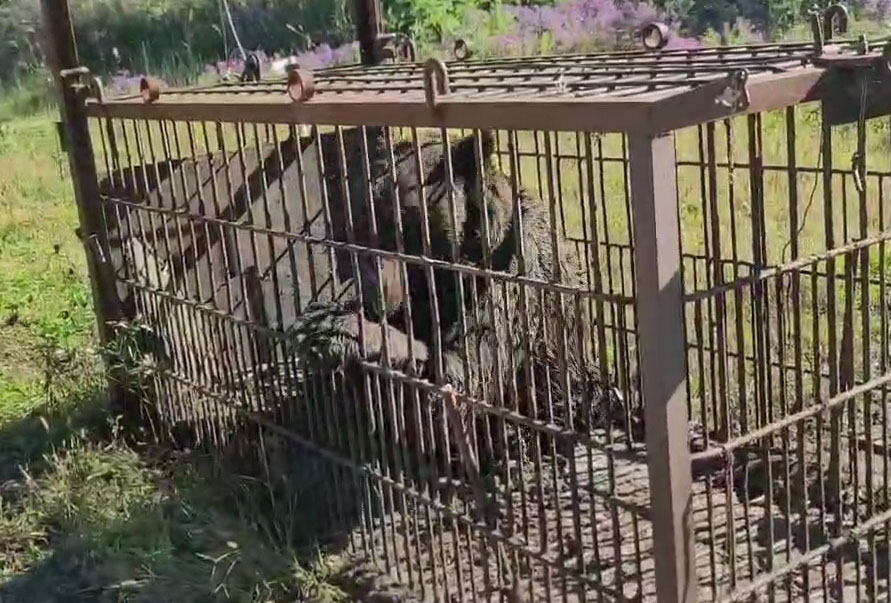 💥猎人协会被逼停工！小镇议员的嚣张言论（共同社）