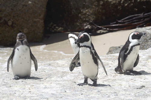 🐧南非企鹅：10年后恐将消失！气候变暖，数量锐减！