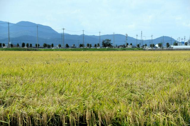 🍚大米降价在即！囤货党颤抖吧！