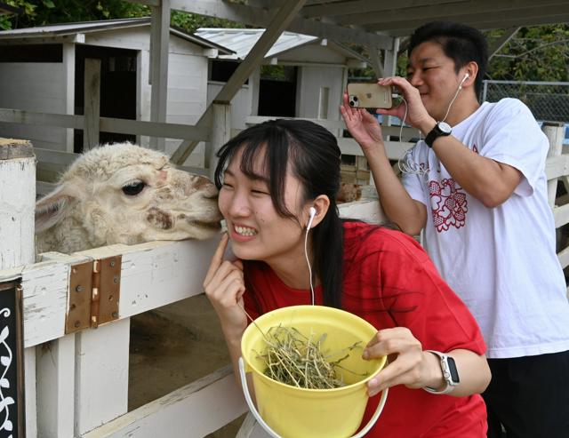 🦙 只亲年轻女孩的羊驼？气味与衰老的秘密！