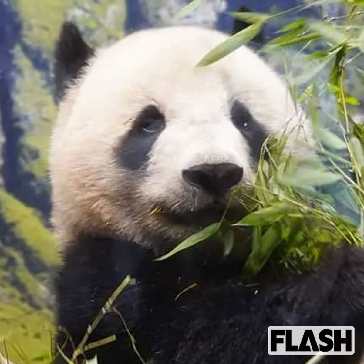 🐼糟了！中日关系变冷，难道熊猫也要说再见了？