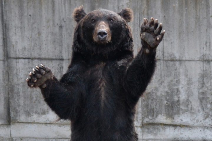 🚨熊出没！别信铃铛，真·防熊指南！