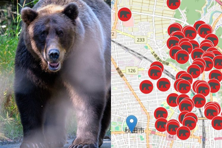 😱熊的血腥复仇：人肉味觉，本州最惨熊袭！