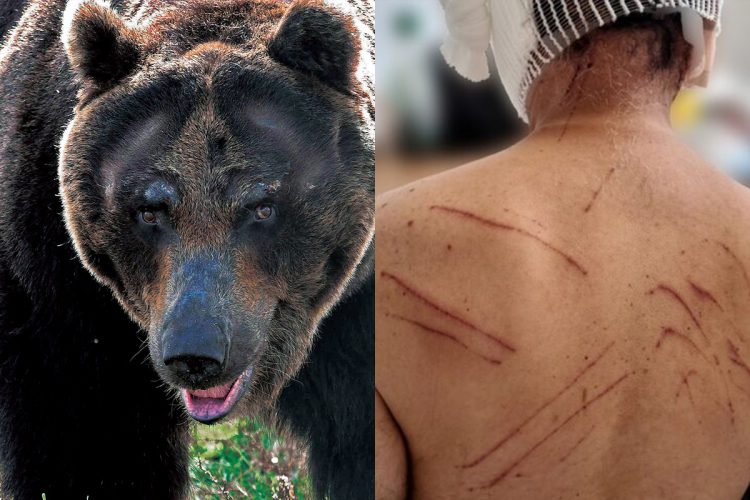 😱熊吃光了！丈夫、婴儿、雇工…胃里发现的真相！