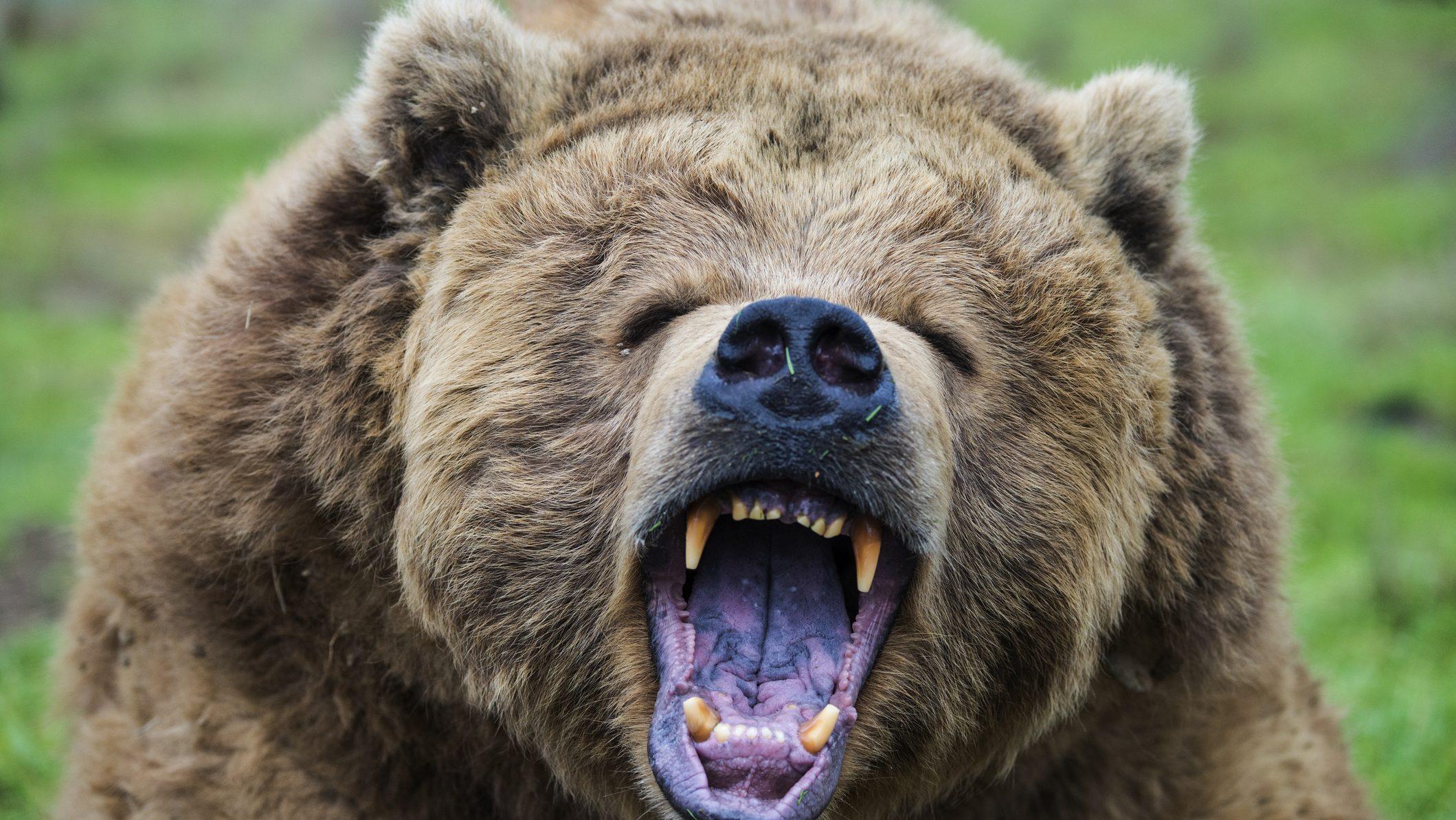 ⚠️日本熊害惊了美国！“最惨月”、“该反思了”！