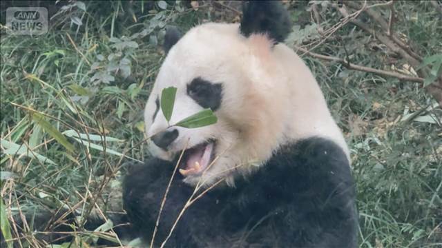 🐼熊猫“租借”要断？日本游客：别走！