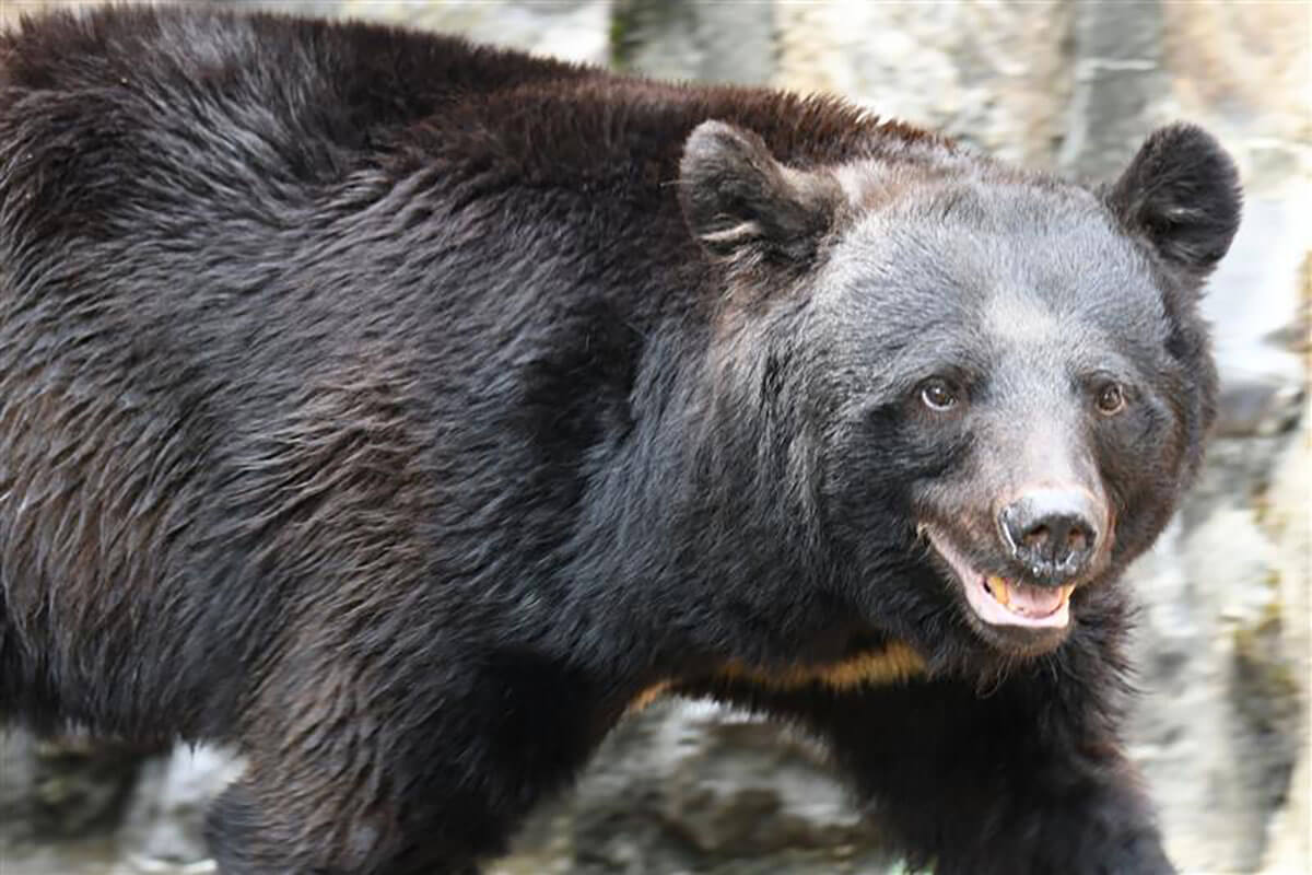⚠️熊出没！爱心泛滥？当地居民：快来救命啊！