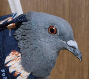 🐦这操作，我裂开了！(鸽子也能称体重？) 封面