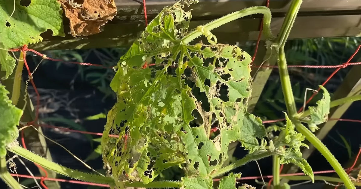 🐛🥒 被虫啃得快嗝屁的黄瓜苗，剪了插水…2个月后竟变这样！😱