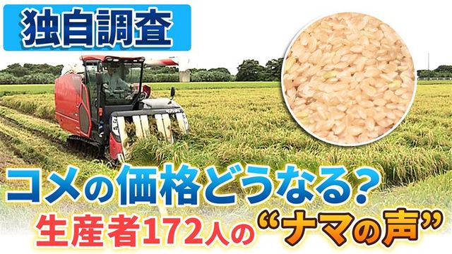 🌾米农揭秘：丰收在即，为何米价居高不下？