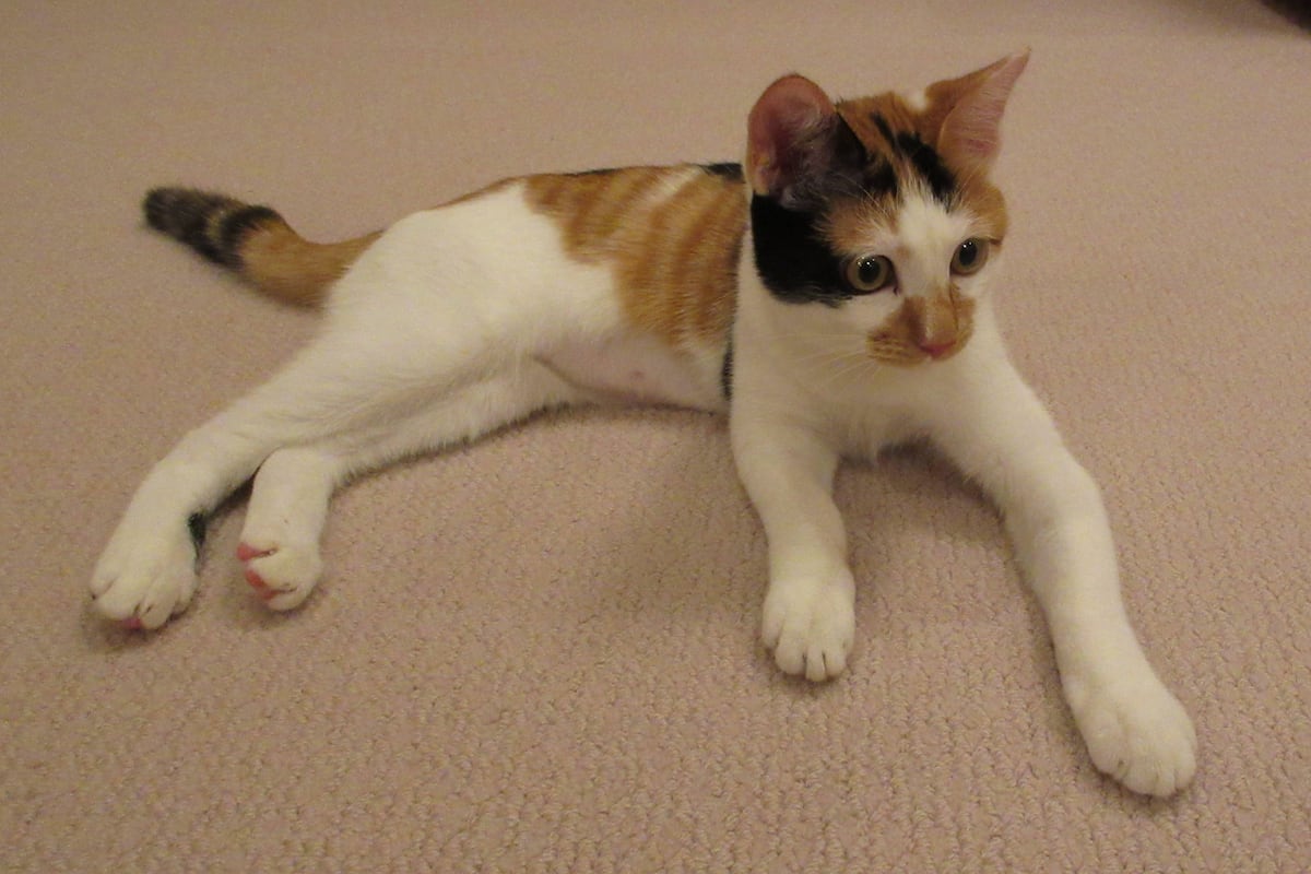 🐱皇室萌宠驾到！三花猫“美海”：流浪猫的逆袭！