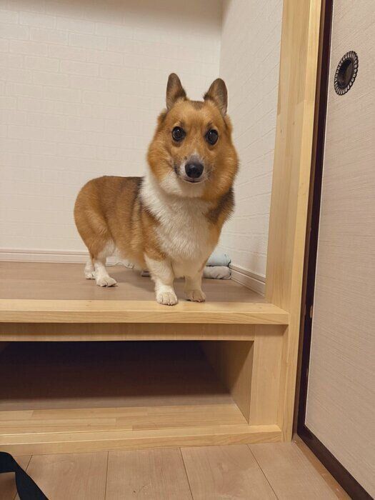 🐶卡在台阶上！小短腿的委屈巴巴，萌化了！