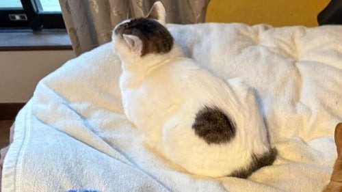 🐱午睡被猫主子团团围攻！腿已废，太真实了！