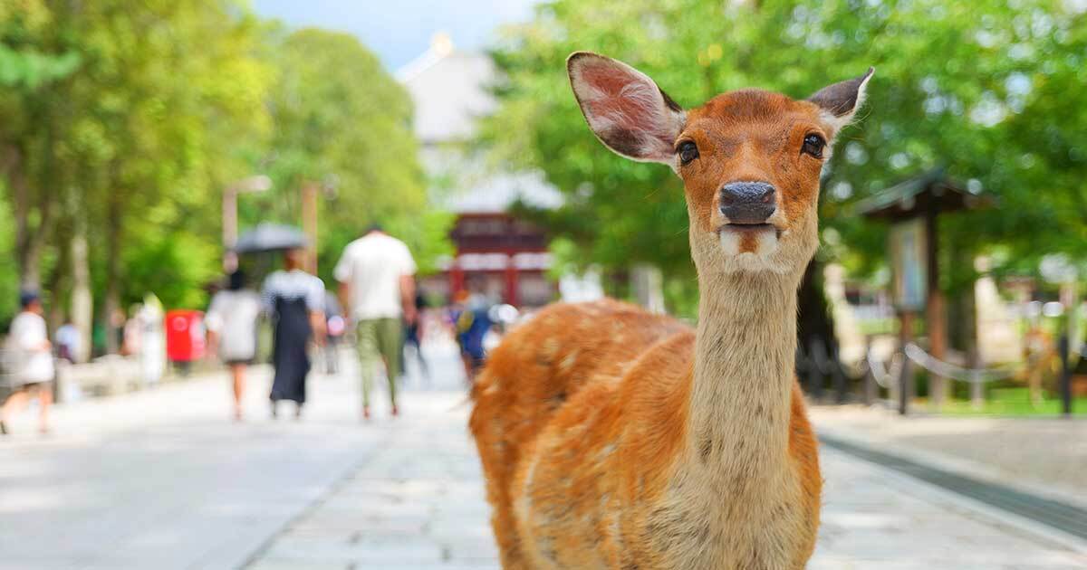 💥国会议员时薪曝光：奈良鹿问15分钟，巨额收入吓掉下巴！