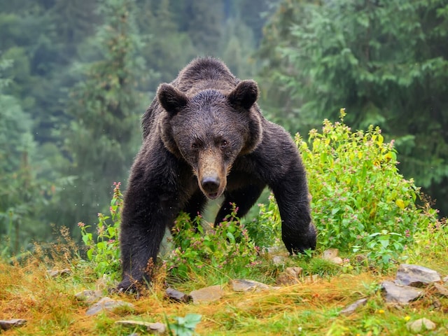🐻😱 俄熊被虎吃，日熊袭人？！真相大揭秘！
